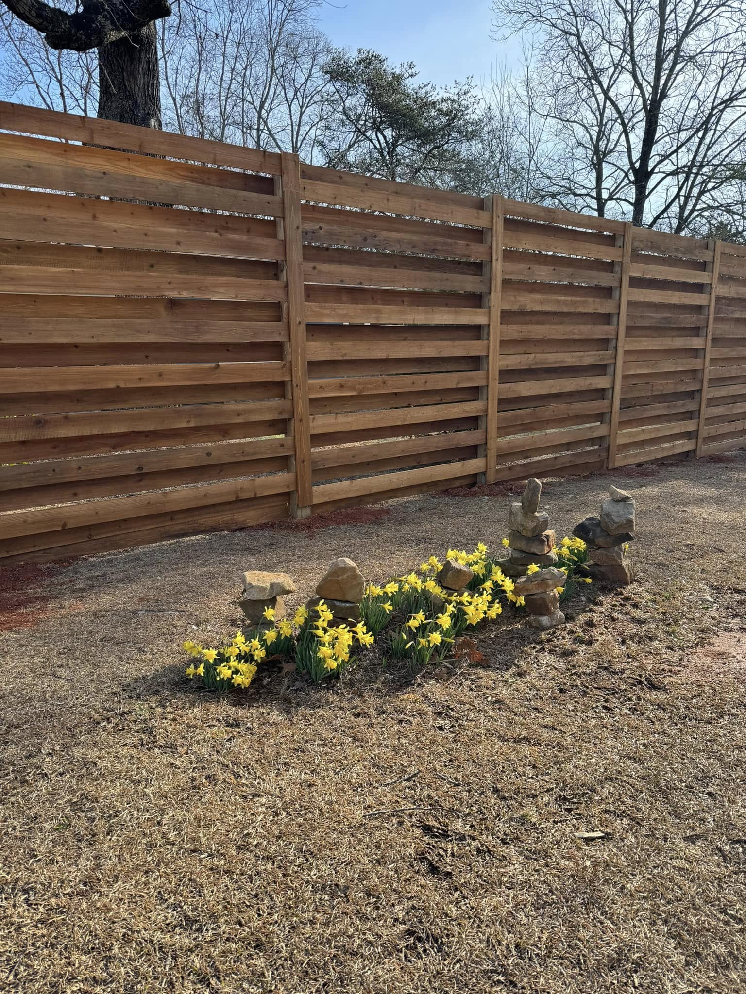 Cedar horizontal slat fence with daffodils